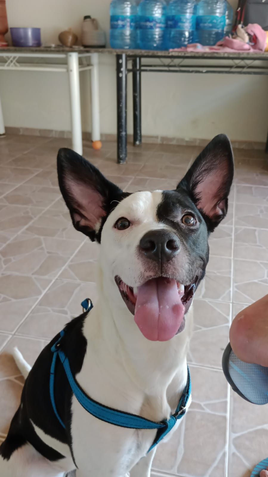 Foto 4 de Lua