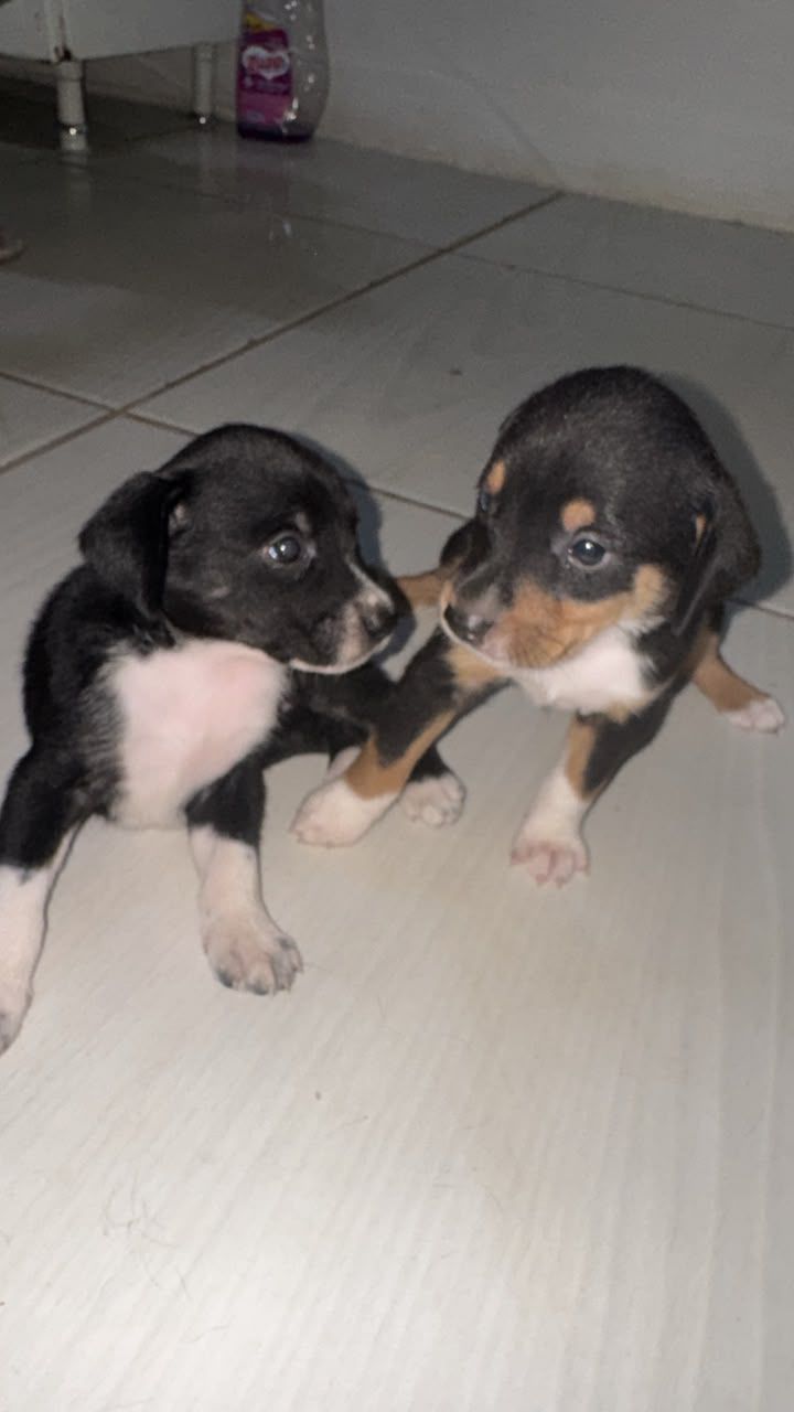 Foto 4 de Não tem