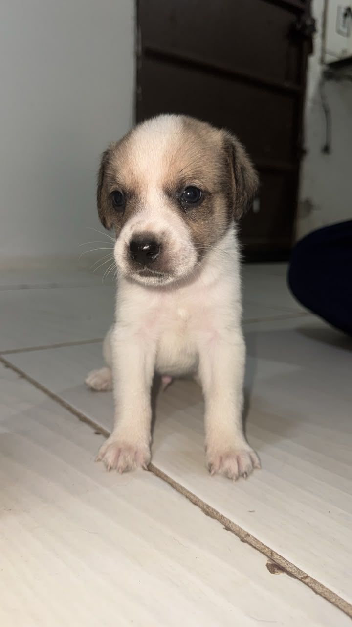 Foto 5 de Não tem