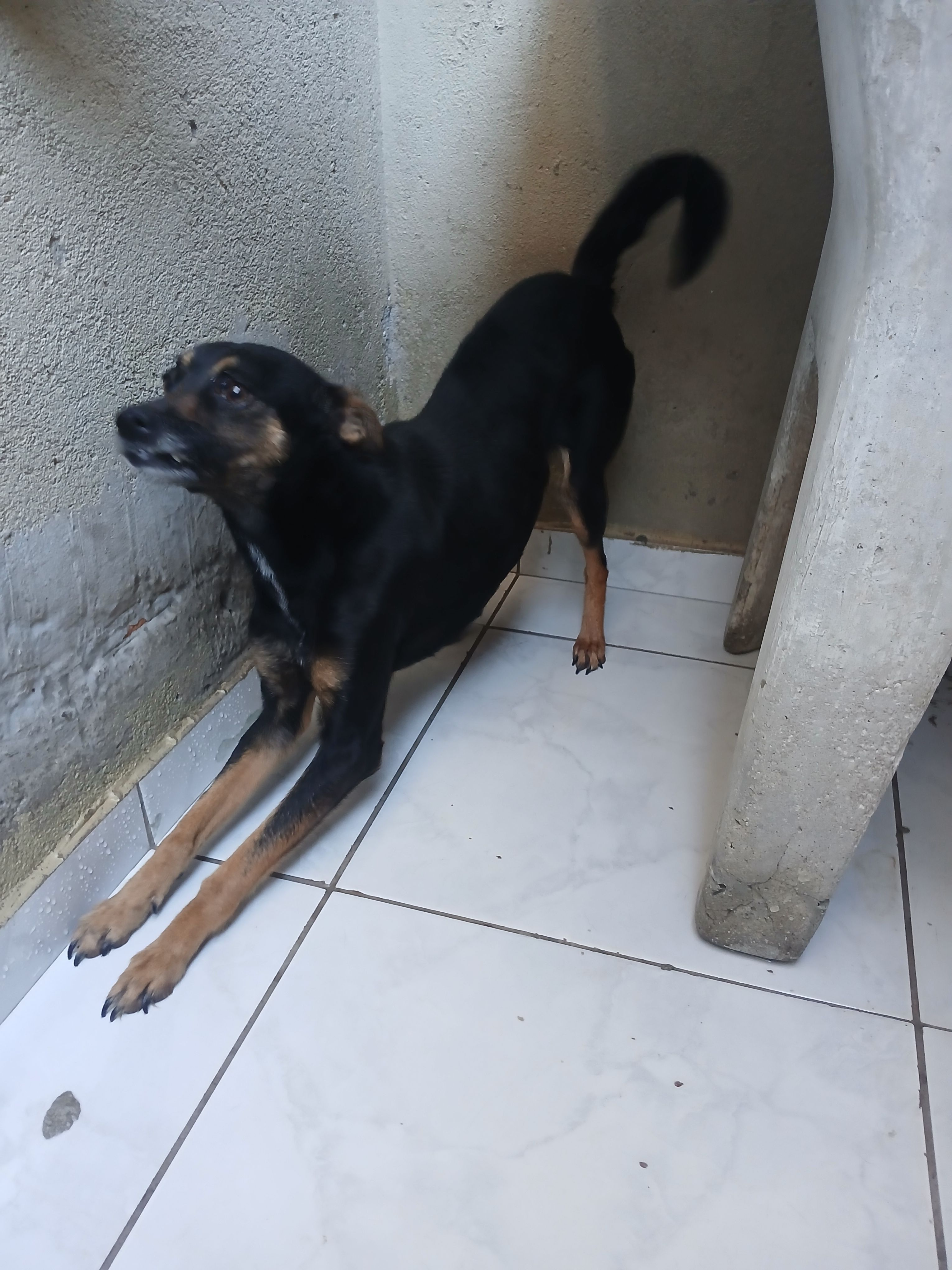 Foto 2 de Ela foi resgatada da rua