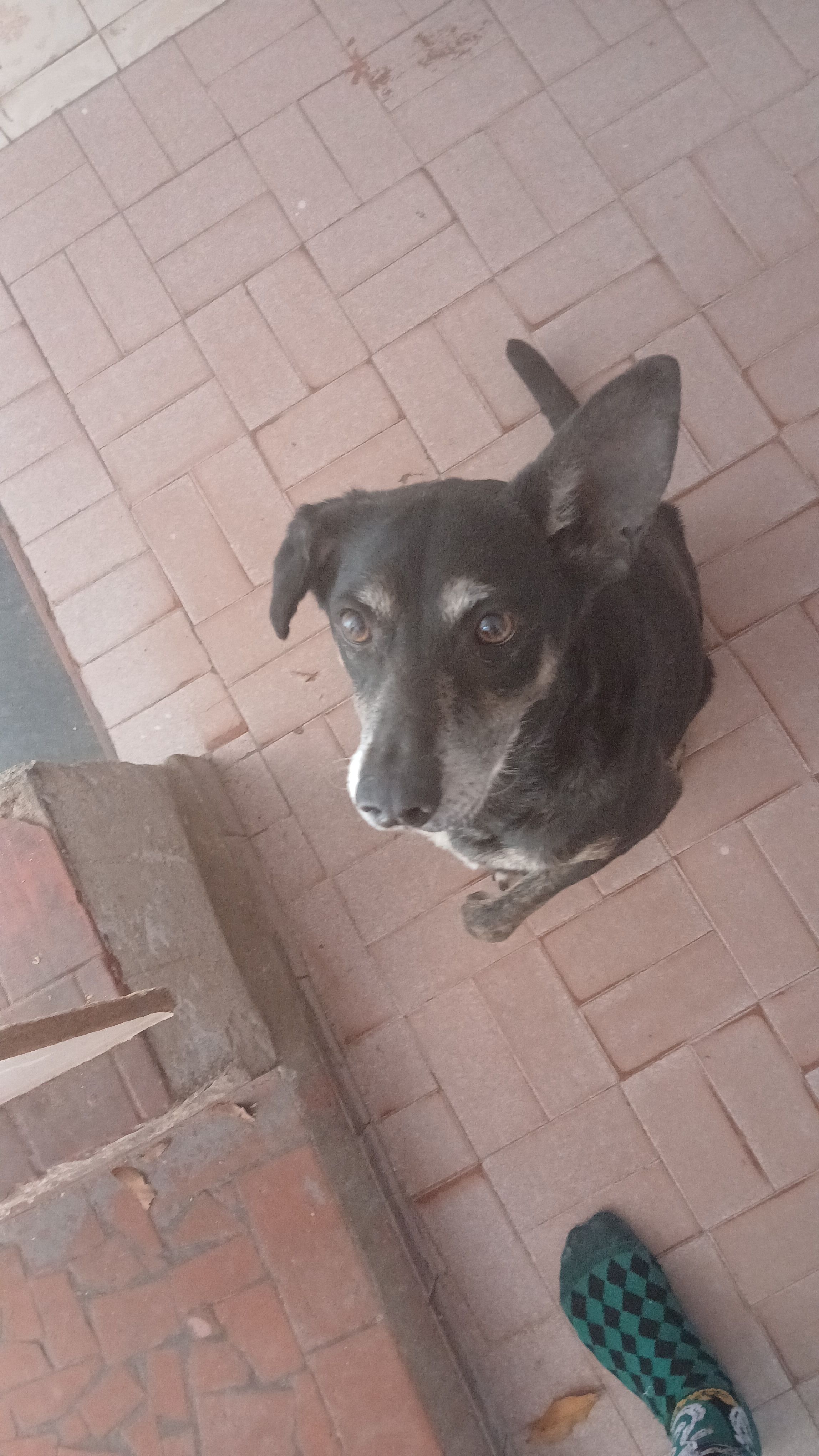 Foto 3 de Thor e Cokkie