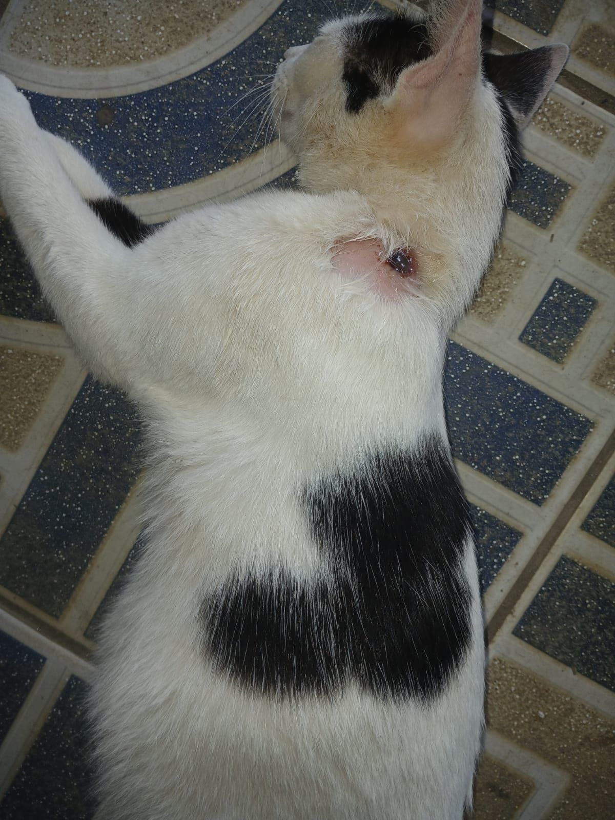 Foto 5 de Nina