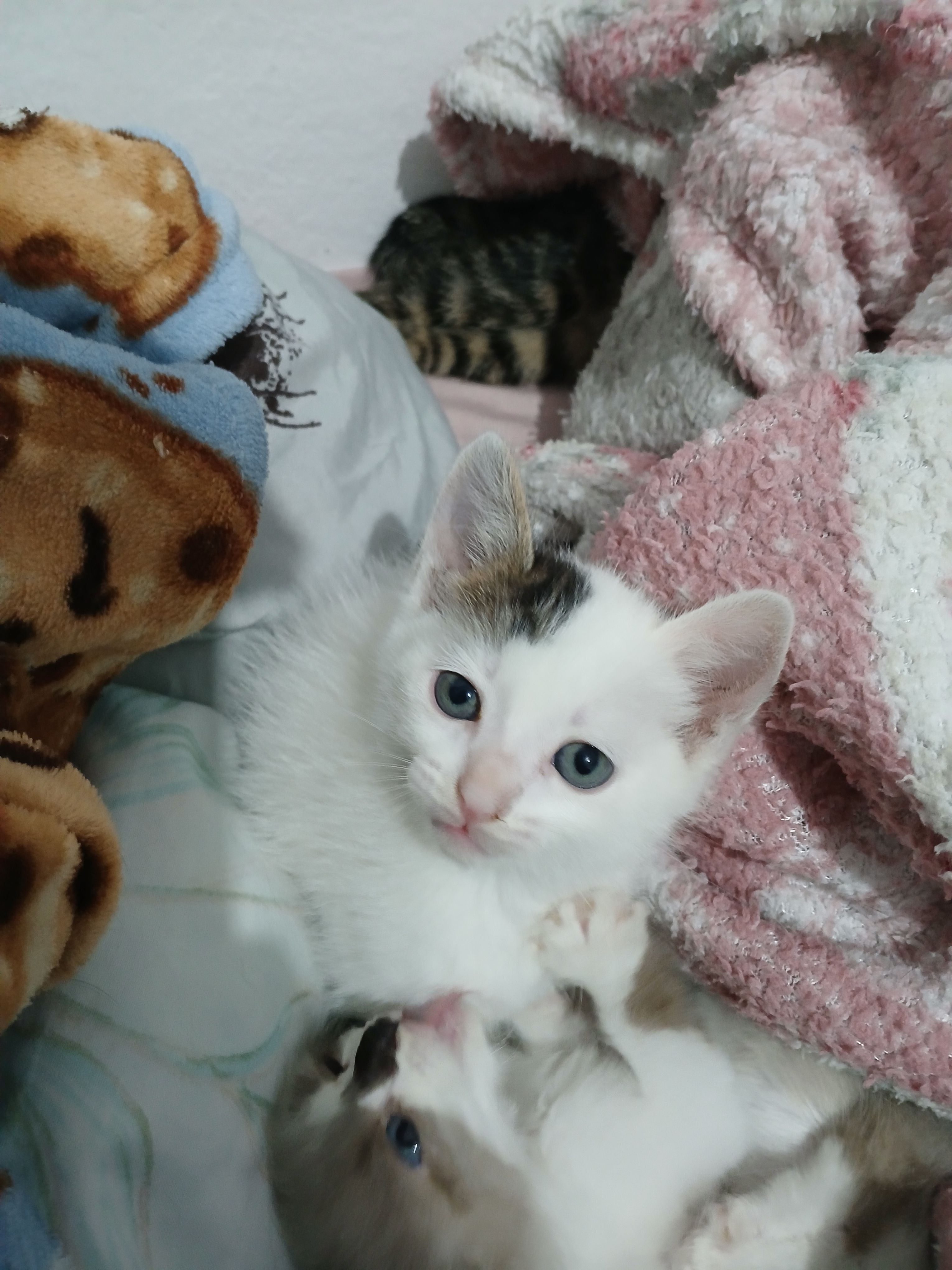 Foto 3 de Noah