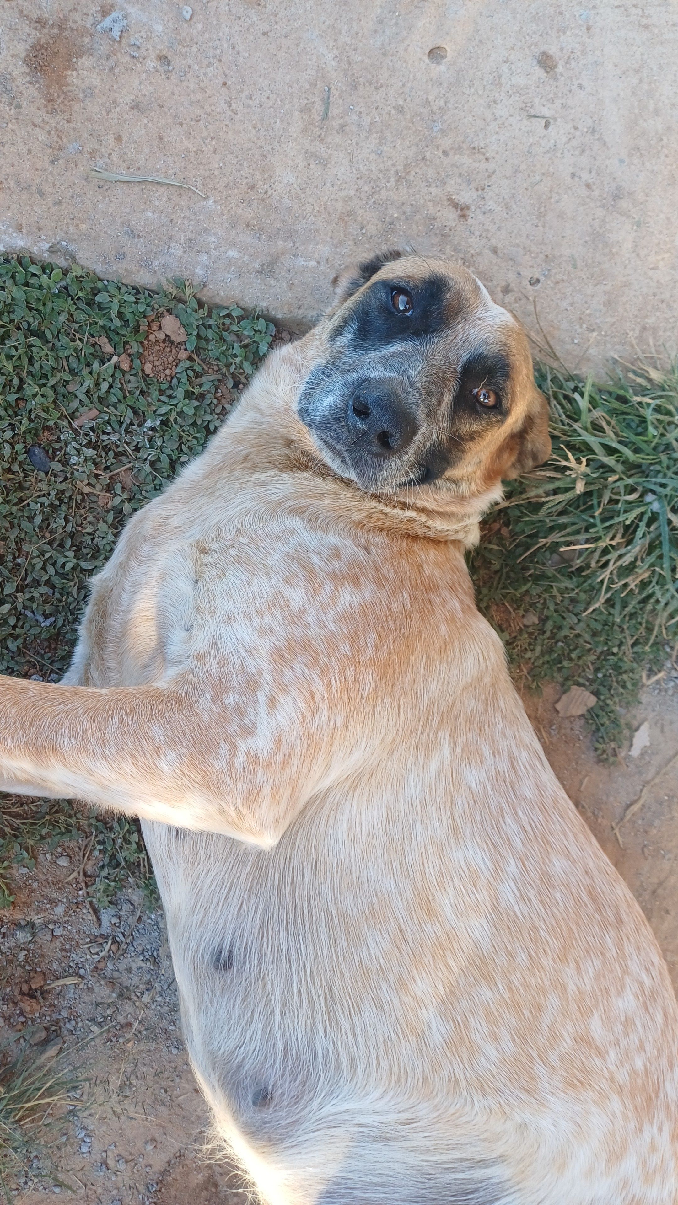 Foto 2 de Estrela e paçoca